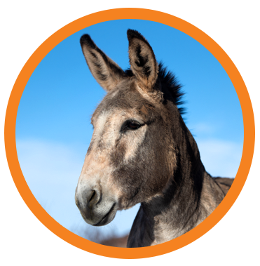 Horse Haven Photo Icon